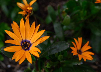 Three gorgeous yellow and purple african daisies 
