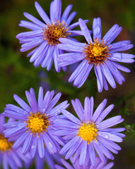 Obraz premium Blue aster flowers.