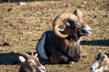 Fototapeta premium Mufflon Schafe auf der Wiese