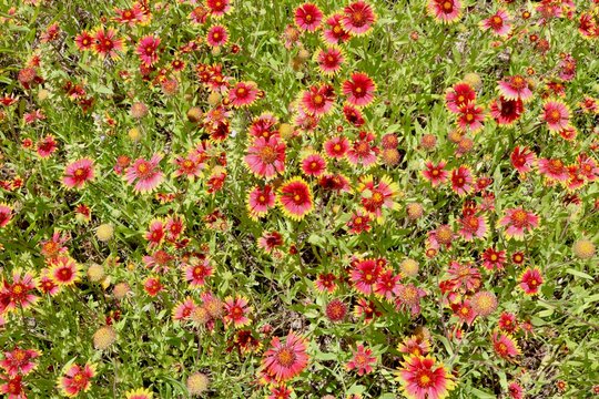 Field full of indian paintbrush wildflowers in Texas during spring