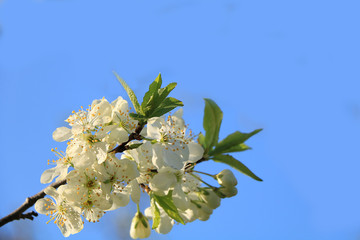 Blooming trees in the spring against the blue sky, a beautiful garden and a good harvest in the summer. The branches of plums in the spring garden
