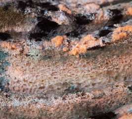 Mouldy (moldy) bread. Close-up.
