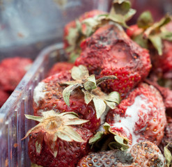 Rotten strawberries on the landfill