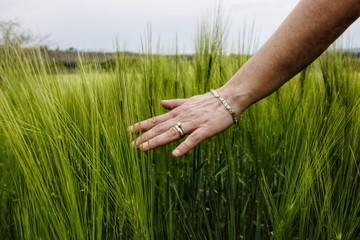 A hand touches the grain