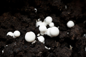 Button mushrooms in the ground