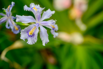 blue flower with yellow highlights in the garden