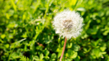 Obraz premium White dandelion flower on a background of green grass.