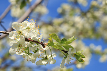 Blooming trees in the spring against the blue sky, a beautiful garden and a good harvest in the summer. The branches of plums in the spring garden