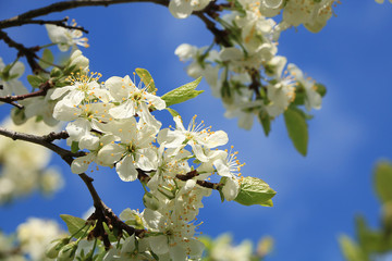 Blooming trees in the spring against the blue sky, a beautiful garden and a good harvest in the summer. The branches of plums in the spring garden