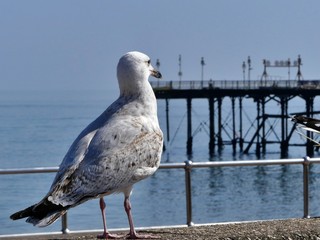 A common deagull watches out over the sea, Teignmouth pier in the background
