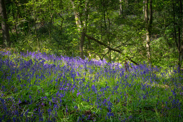 Fototapeta premium Blooming Bluebells flower in spring, United Kingdom