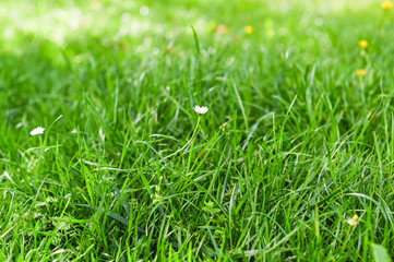 Green meadow and sunshine. Background with grass. Free space for text.