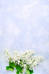 Branches of blooming white lilac with green leaves over blue background with copy space. Flat lay. Top view