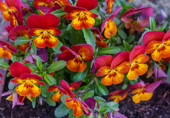 Fototapeta na wymiar Close-up of multicolored red-orange flowers of pansies.