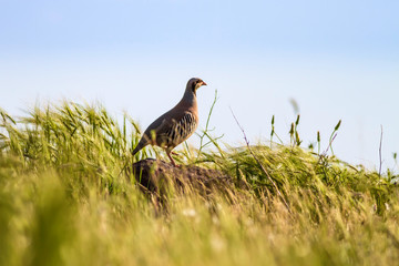 Partridge. Nature background. Bird: Chukar Partridge. Alectoris chukar.