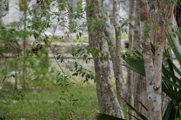Obraz premium Arboles en Chichén Itzá 