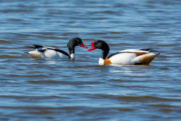 Common shelducks in a meeting on the ocean