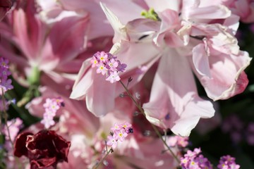pink flowers in garden