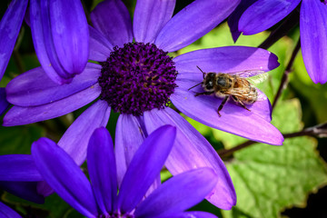 worker bee collecting pollen from a deep blue african daisy