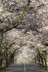 伊豆高原桜並木