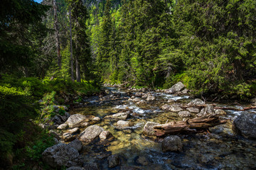 Fototapeta na wymiar Alpine landscape. Rapid mountain river and coniferous alpine forest.