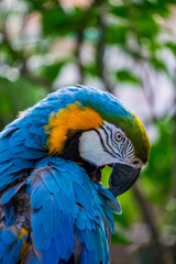 Guacamayo azul y amarillo. Ara ararauna