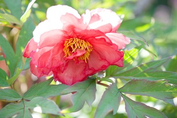 pink flower in the garden