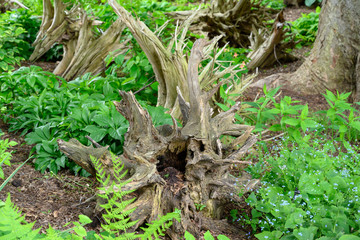 An evil looking stump on a forest trail