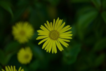 dandelion in grass