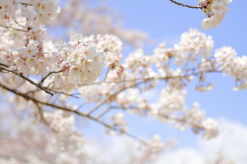 稲取高原の桜