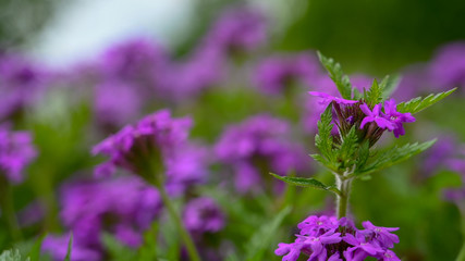 Naklejka premium Depth of field view of beautiful purple wildflowers