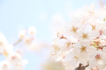 稲取高原の桜