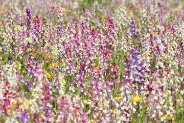 那賀川堤の花畑の姫金魚草