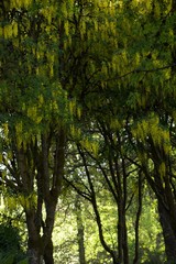 Fototapeta premium trees in the forest