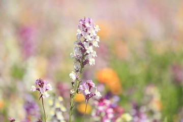 那賀川堤の花畑の姫金魚草