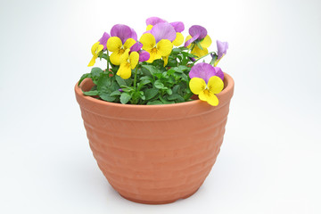鉢植えのビオラ