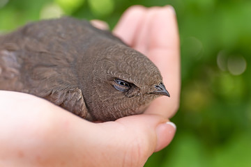 The concept of life of wild animals in captivity. Little bird of prey in the hands of a man close up