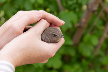 The concept of life of wild animals in captivity. Little bird of prey in the hands of a man close up