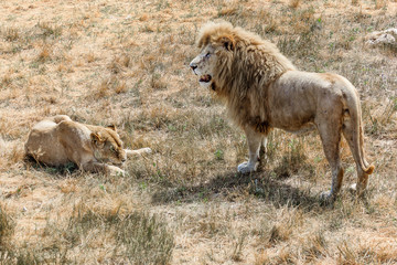 Fototapeta na wymiar fight of a lion and a lioness 