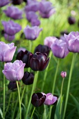 Fototapeta premium tulips in the garden