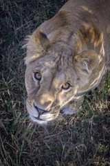 beautiful young lion looking up