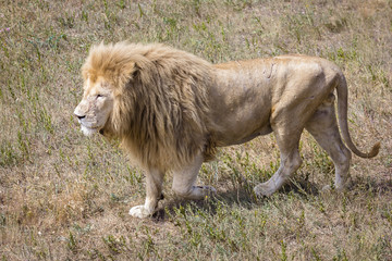 Lion (Panthera leo) walking in savannah