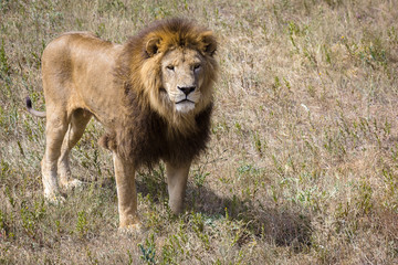 Obraz na płótnie Canvas Lion (Panthera leo) walking in savannah