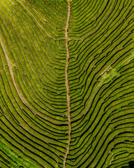 Fototapeta premium azores sao miguel porto formoso tea plantation above drone aerial
