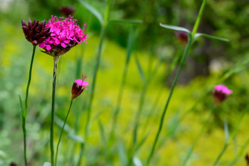 Tiny pink wildflowers in the field