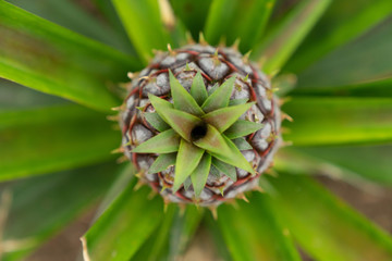azores sao miguel ananas pineapple plantation arruda close up