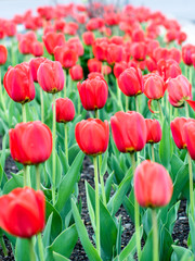 Tulips are blooming at spring time