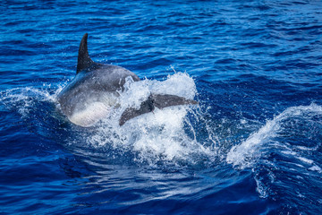 Naklejka premium azores sao miguel dolphin watchin spotting