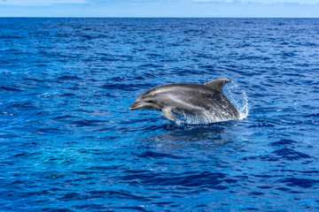 azores sao miguel dolphin watching spotting