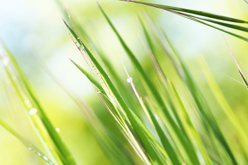 Fresh spring grass with raindrops
